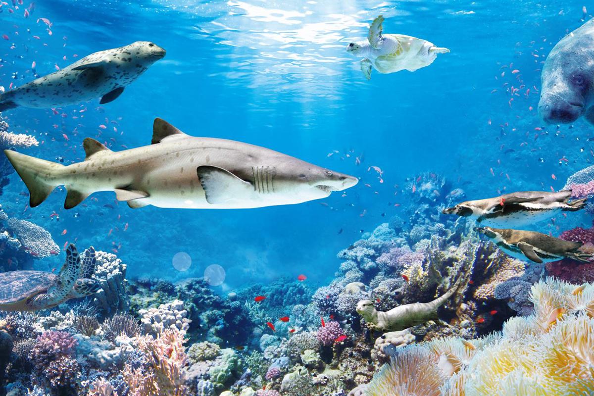 Colorful marine life and a shark at Coex Aquarium in Seoul, offering educational and leisure visit experiences.