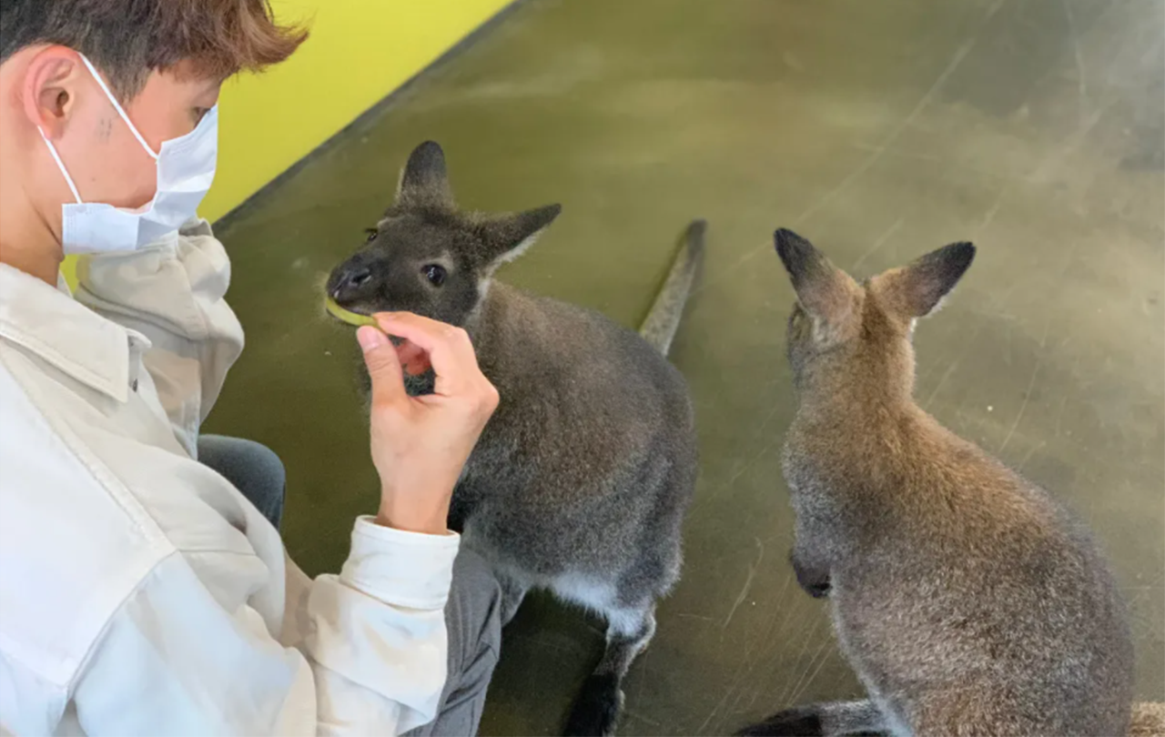 Eden Meerkat Friends 弘大 明洞