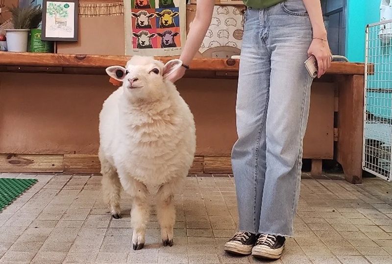 韓國旅行 弘大特色活動