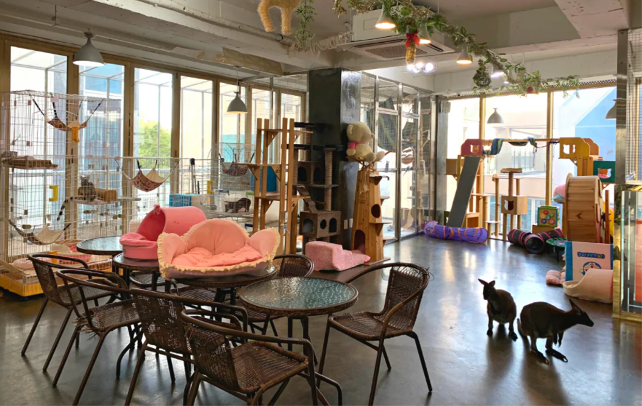 首爾動物Cafe