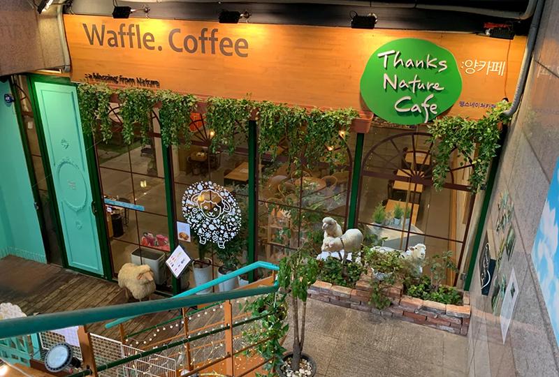韓國綿羊Cafe