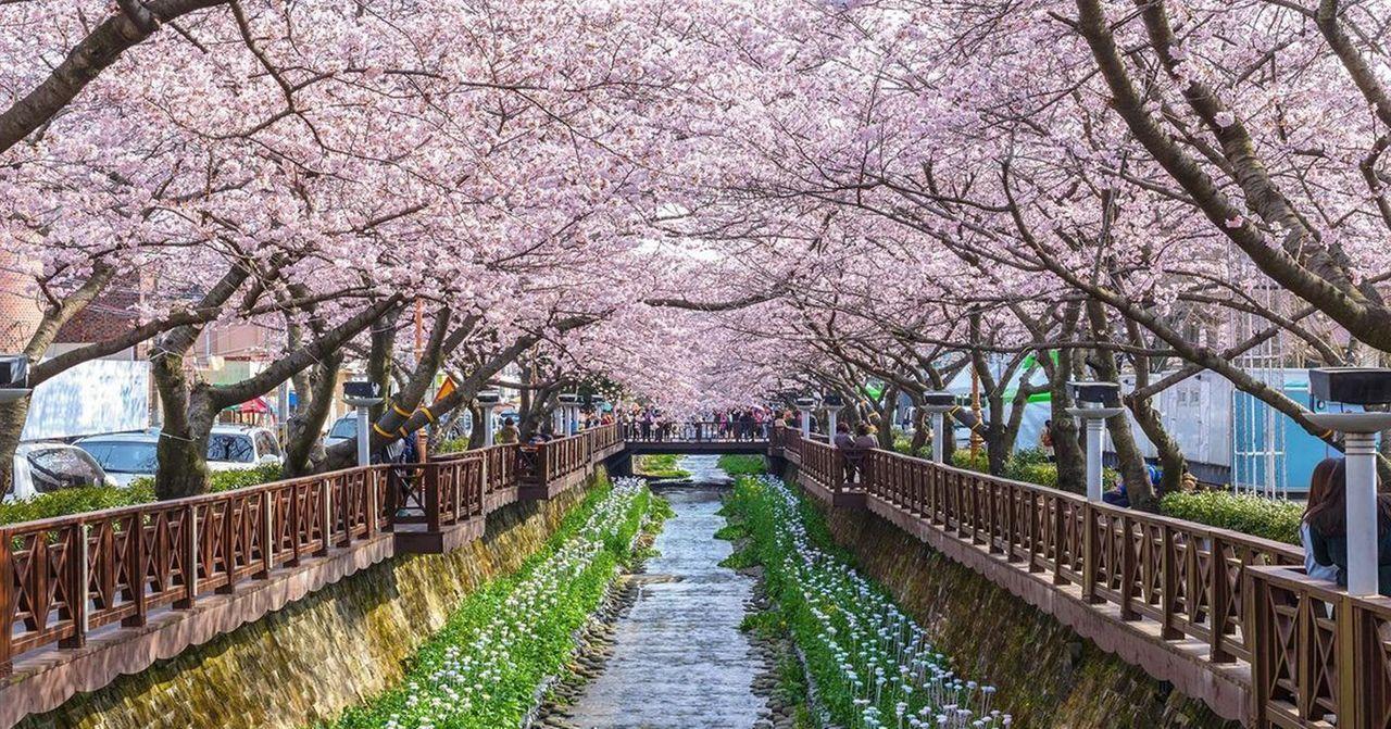 Best Spring Date Spots in Korea