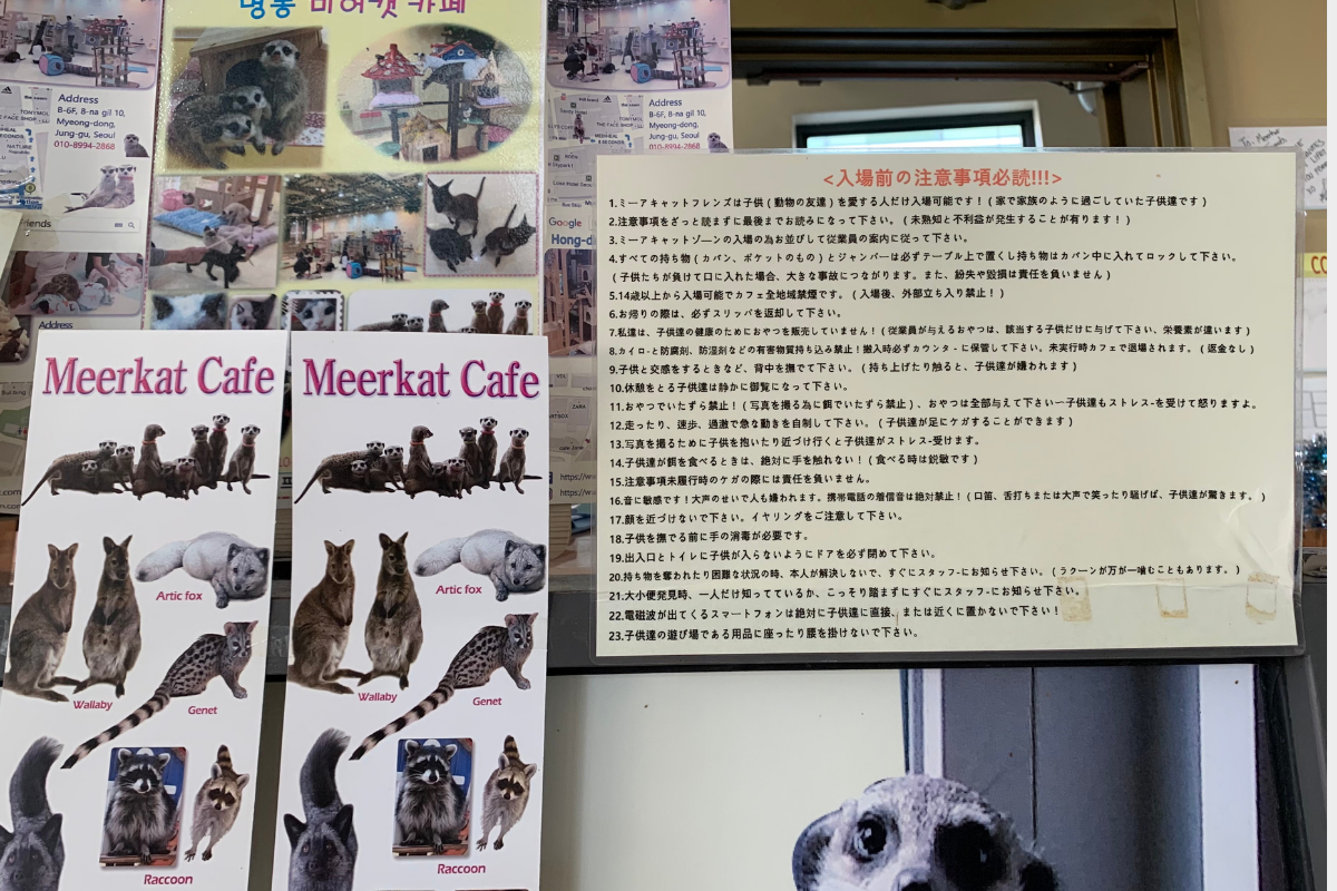 動物カフェ ソウル 韓国カフェ 弘大 弘大カフェ 明洞カフェ 動物 アニマル 可愛い ペットカフェ