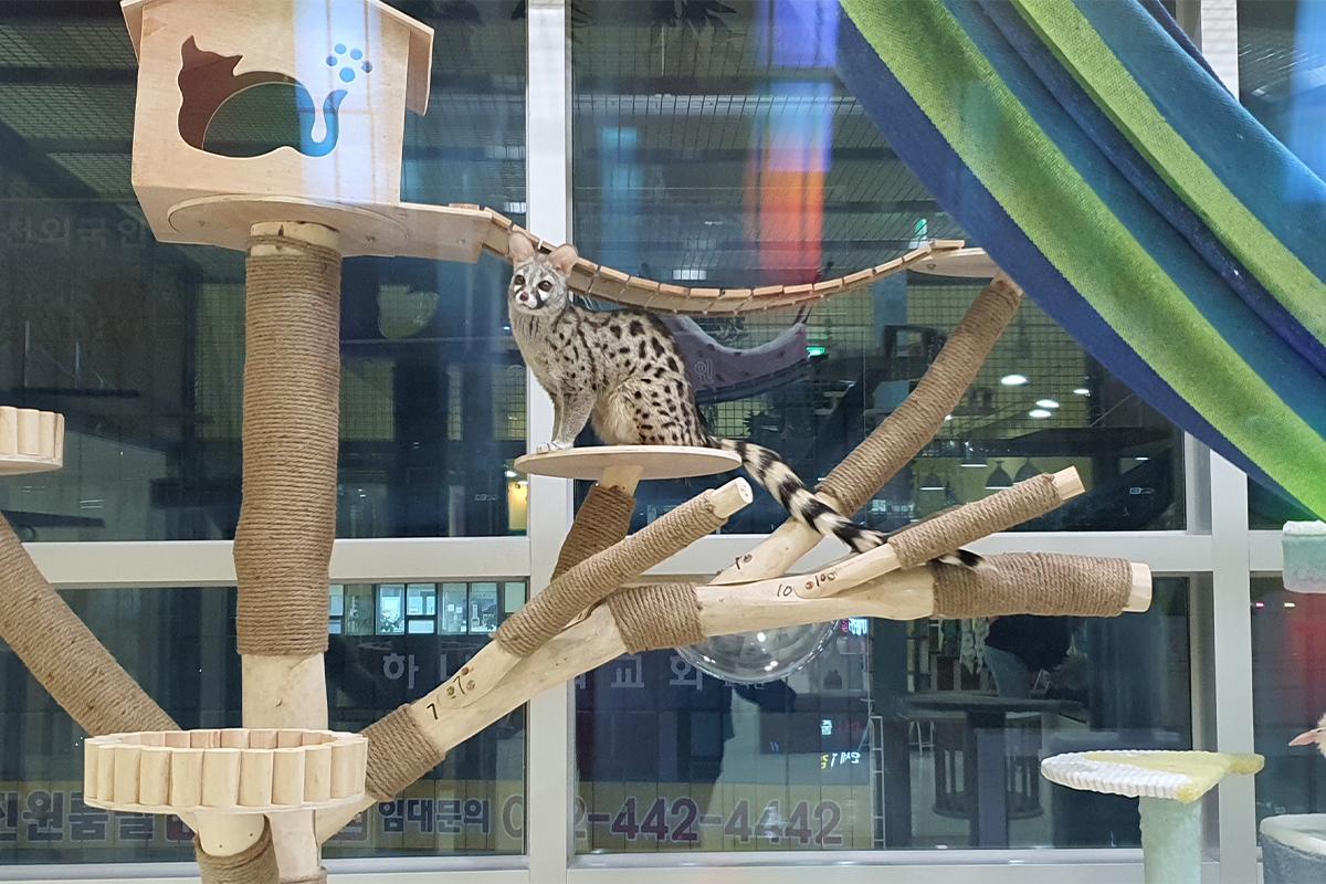 View of the interior area of Eden Meerkat Friends cafe with platforms and enclosures for the animals.