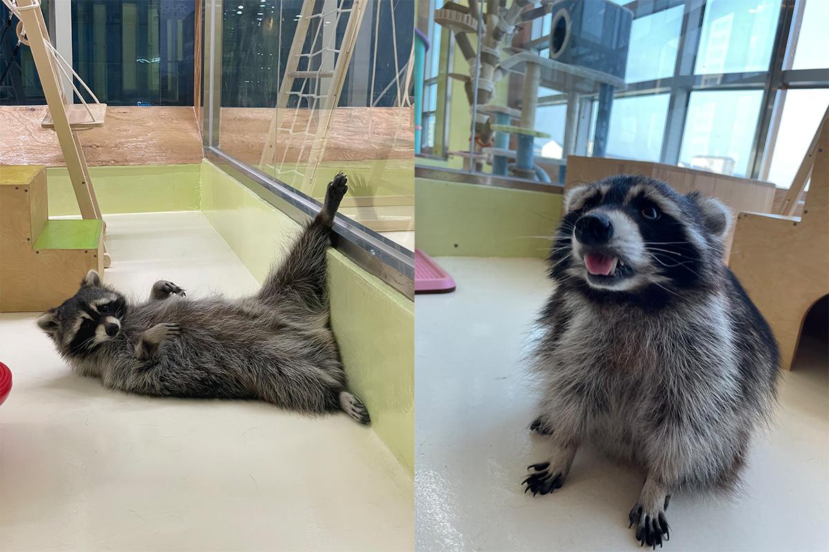 Raccoons lounging comfortably inside Eden Meerkat Friends animal cafe, displaying playful behavior.