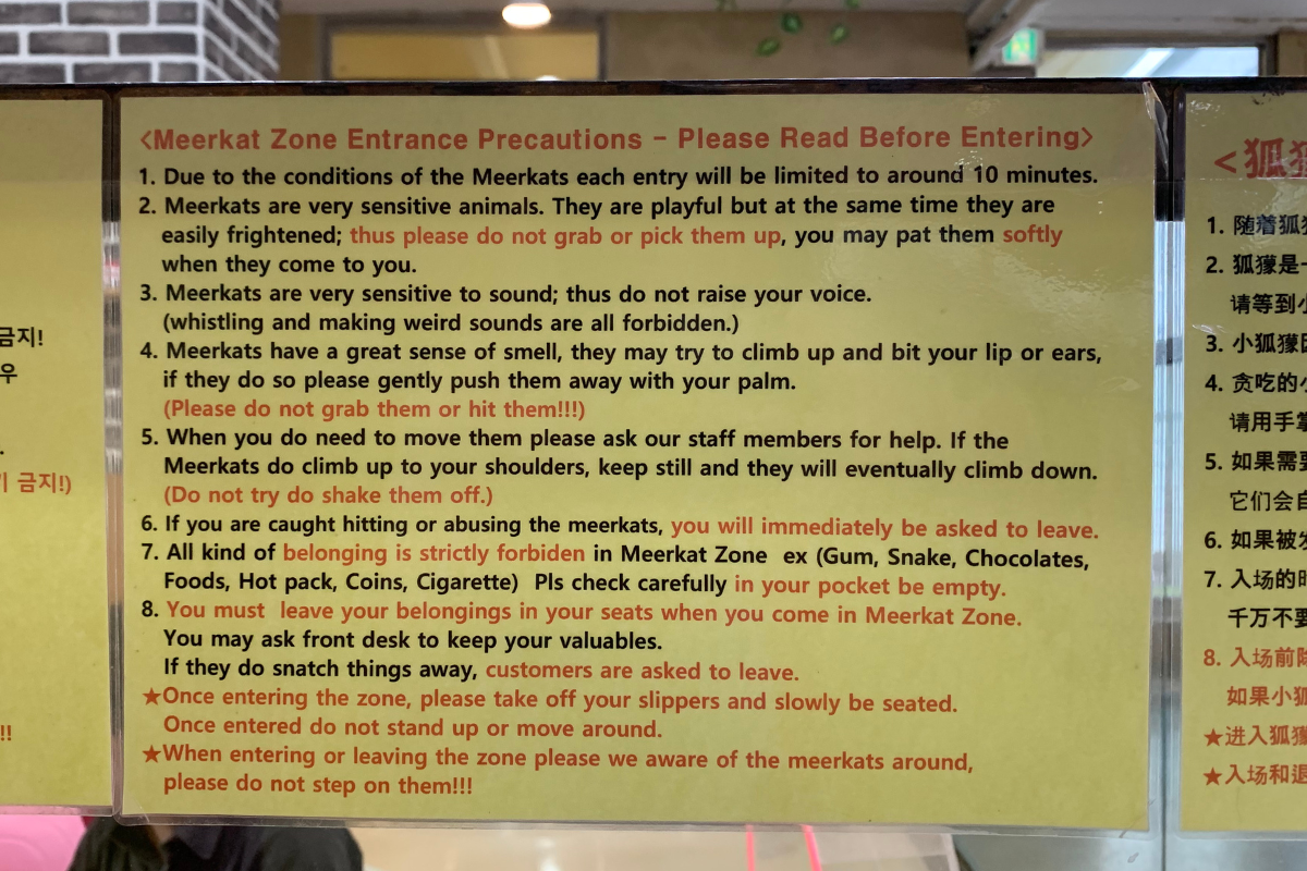 bên ngoài Eden Meerkat Friends: Cafe gấu mèo, meerkat, chuột túi dễ thương ở Myeongdong và Hongdae弘大動物咖啡廳 Eden Meerkat Friends