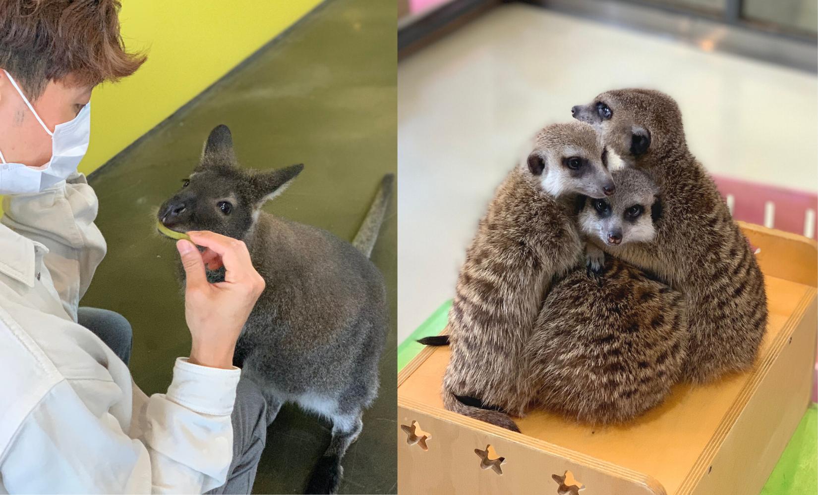弘大動物咖啡廳｜Eden Meerkat Friends