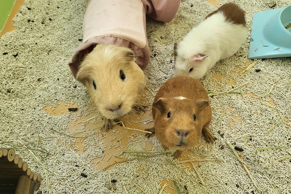 Several guinea pigs in their habitat at Eden Meerkat Friends cafe, exploring their surroundings.