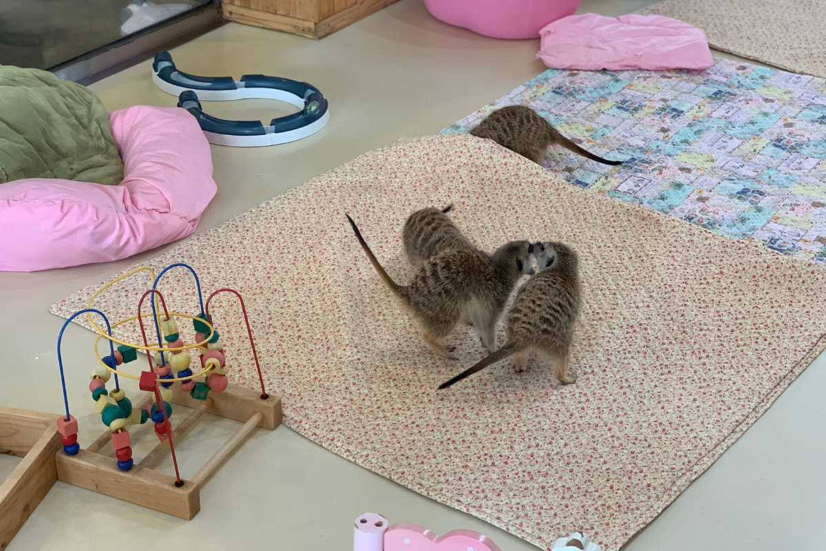 seoul korea animal cafe, meerkat cafe Eden meerkat friends, hongdae, meerkats playing