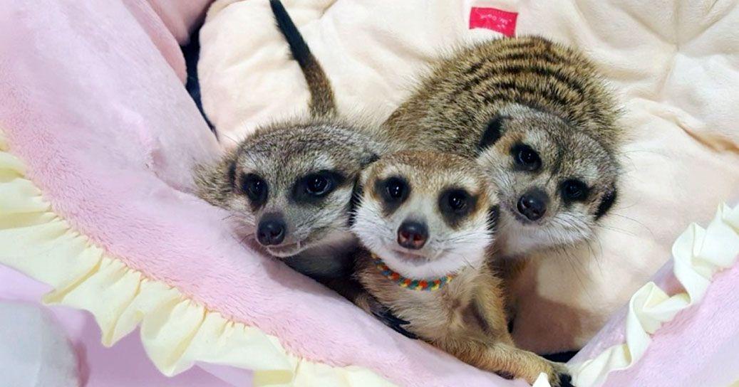 Eden Erdmännchen Freunde | Tiercafé