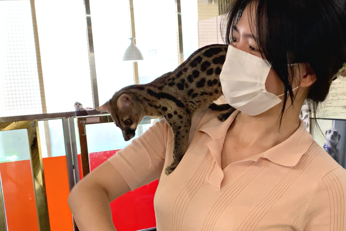 seoul korea animal cafe, meerkat cafe Eden meerkat friends, hongdae, genet cat