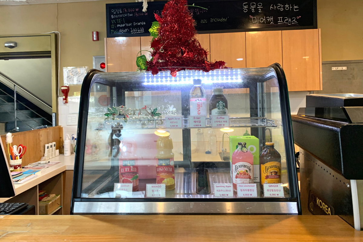 bên ngoài Eden Meerkat Friends: Cafe gấu mèo, meerkat, chuột túi dễ thương ở Myeongdong và Hongdae弘大動物咖啡廳 Eden Meerkat Friends