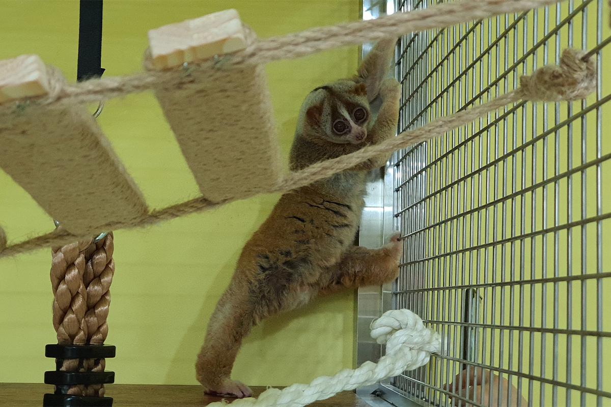A close-up of a slow loris peering curiously from its perch at Eden Meerkat Friends animal cafe.