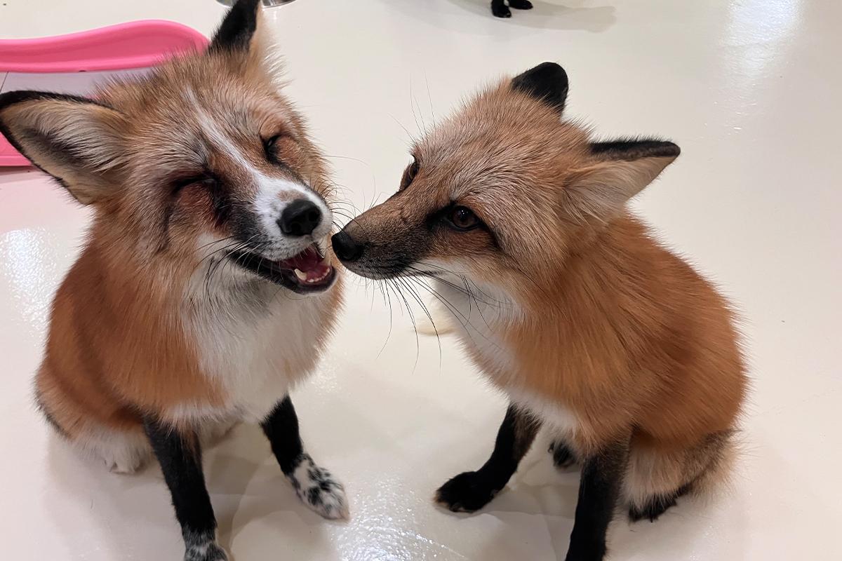 Two red foxes interacting playfully on the floor of Eden Meerkat Friends cafe.