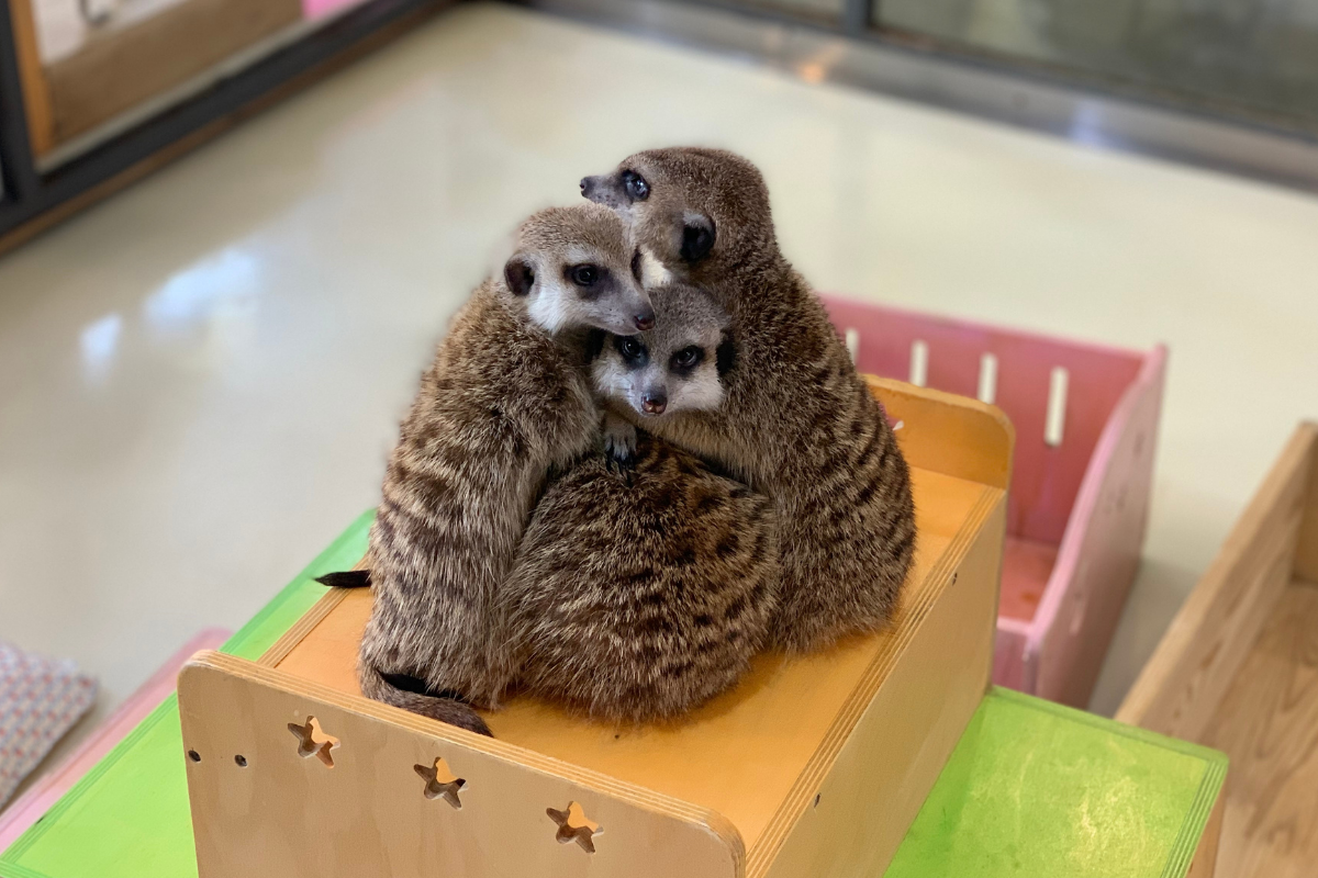 seoul korea animal cafe, meerkat cafe Eden meerkat friends, hongdae, meerkats huddled