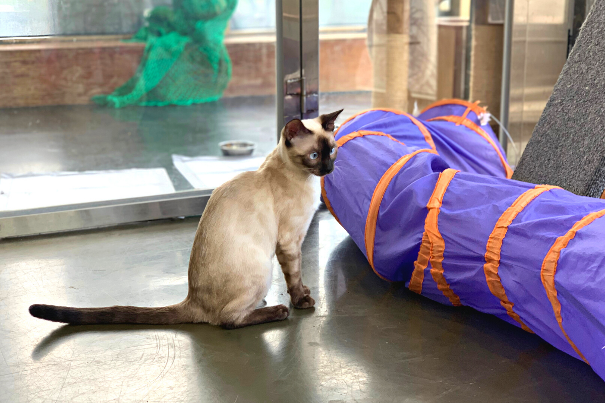 bên ngoài Eden Meerkat Friends: Cafe gấu mèo, meerkat, chuột túi dễ thương ở Myeongdong và Hongdae弘大動物咖啡廳 Eden Meerkat Friends