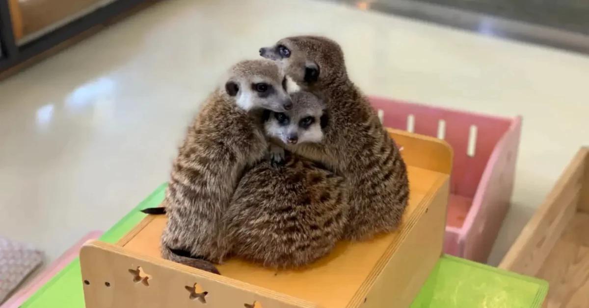 Eden Meerkat Friends 弘大店