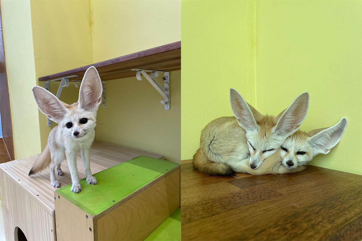 Pair of fennec foxes, known for their large ears, resting together at Eden Meerkat Friends in Korea.
