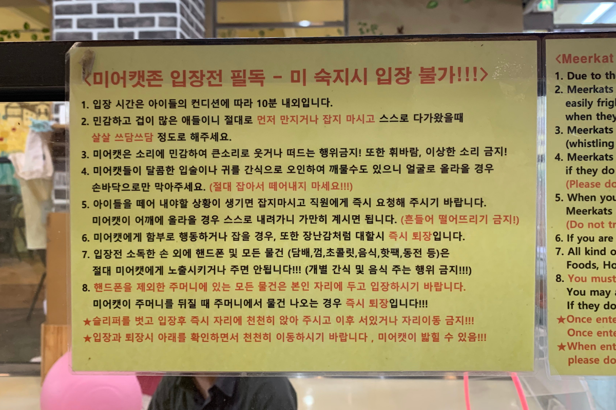 動物カフェ ソウル 韓国カフェ 弘大 弘大カフェ 明洞カフェ 動物 アニマル 可愛い ペットカフェ