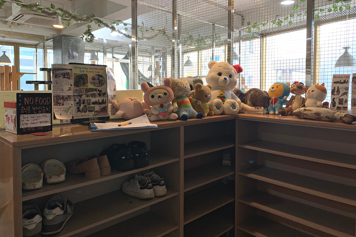 bên ngoài Eden Meerkat Friends: Cafe gấu mèo, meerkat, chuột túi dễ thương ở Myeongdong và Hongdae弘大動物咖啡廳 Eden Meerkat Friends