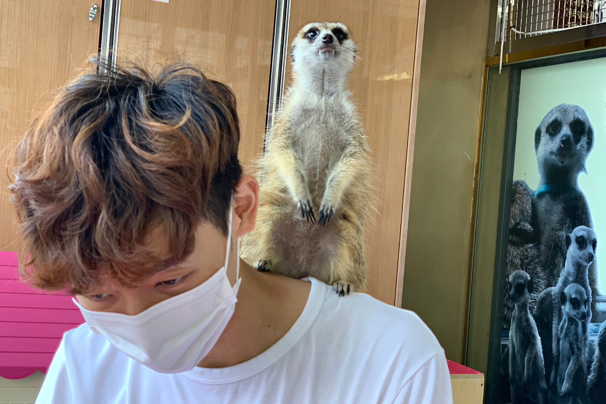 bên ngoài Eden Meerkat Friends: Cafe gấu mèo, meerkat, chuột túi dễ thương ở Myeongdong và Hongdae弘大動物咖啡廳 Eden Meerkat Friends