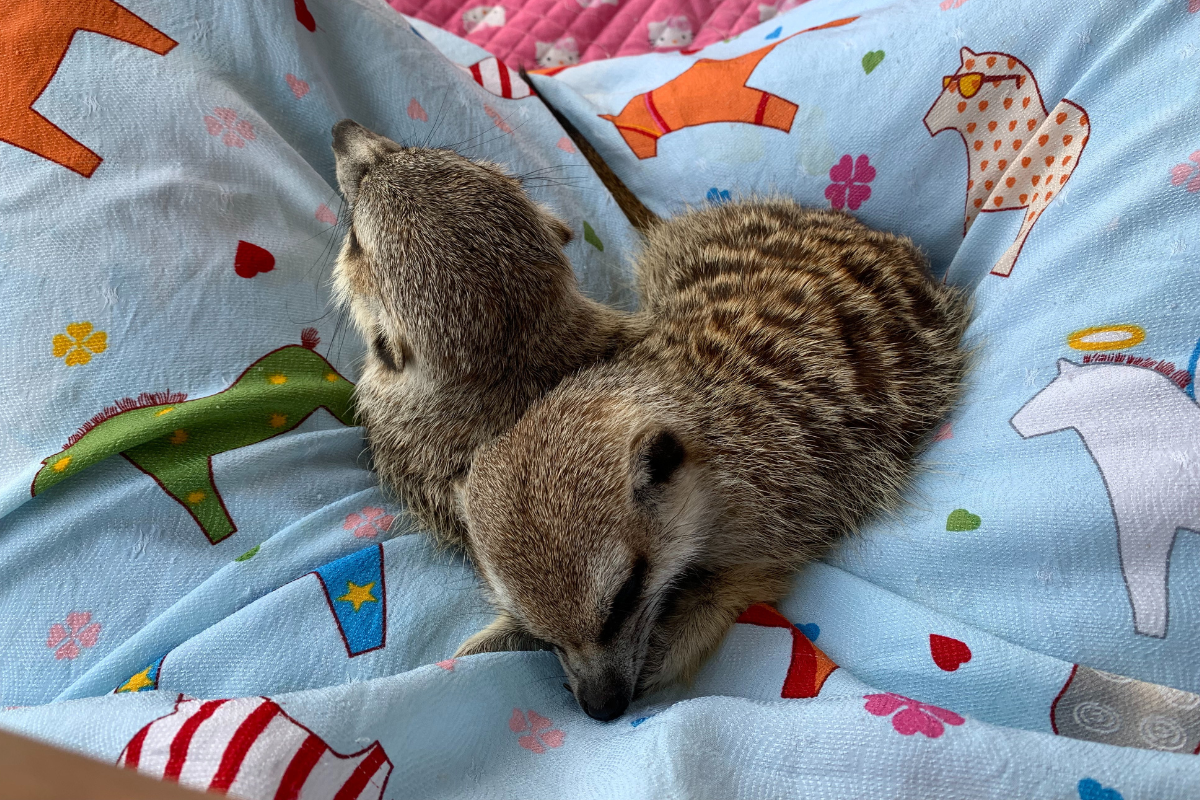 seoul korea animal cafe, meerkat cafe Eden meerkat friends, hongdae, meerkats in lap