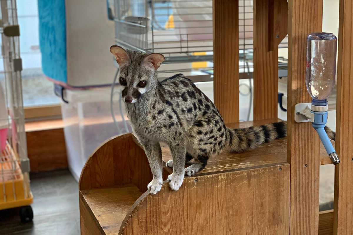 bên ngoài Eden Meerkat Friends: Cafe gấu mèo, meerkat, chuột túi dễ thương ở Myeongdong và Hongdae弘大動物咖啡廳 Eden Meerkat Friends