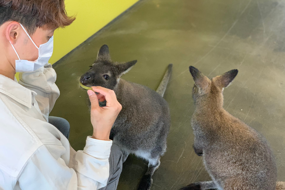 bên ngoài Eden Meerkat Friends: Cafe gấu mèo, meerkat, chuột túi dễ thương ở Myeongdong và Hongdae弘大動物咖啡廳 Eden Meerkat Friends