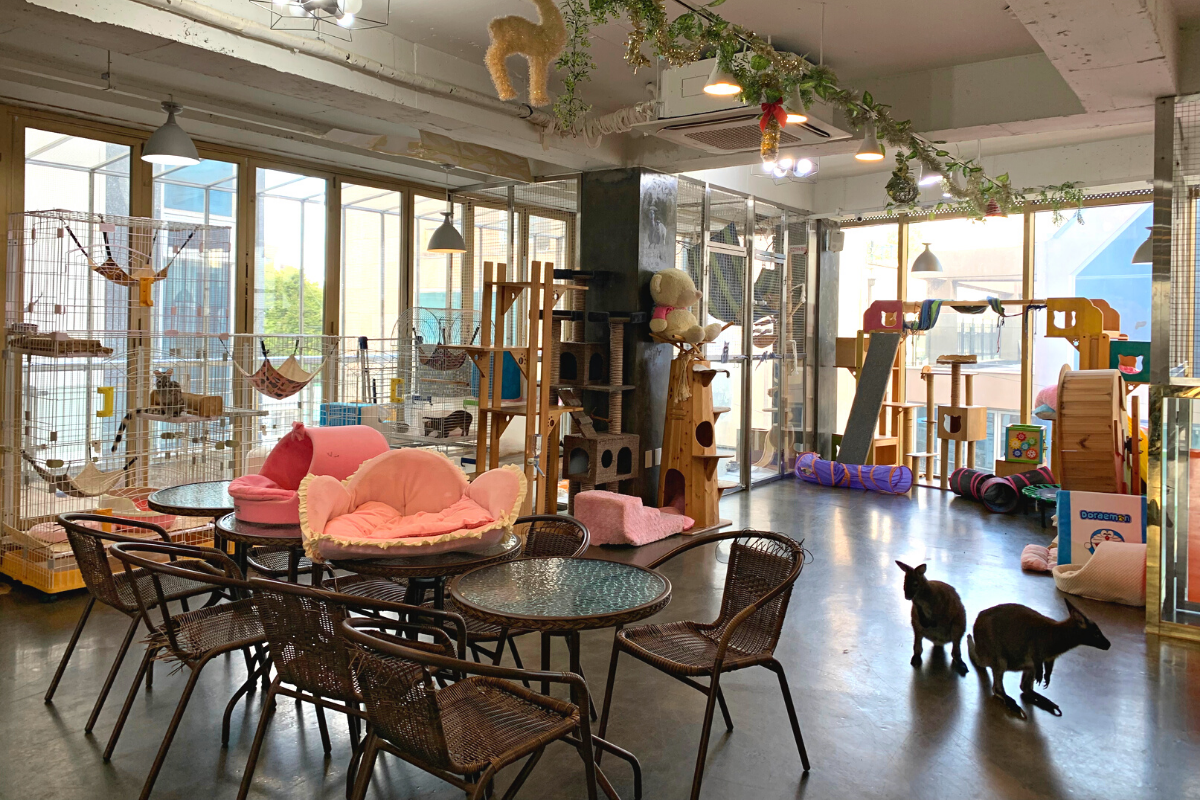 bên ngoài Eden Meerkat Friends: Cafe gấu mèo, meerkat, chuột túi dễ thương ở Myeongdong và Hongdae弘大動物咖啡廳 Eden Meerkat Friends