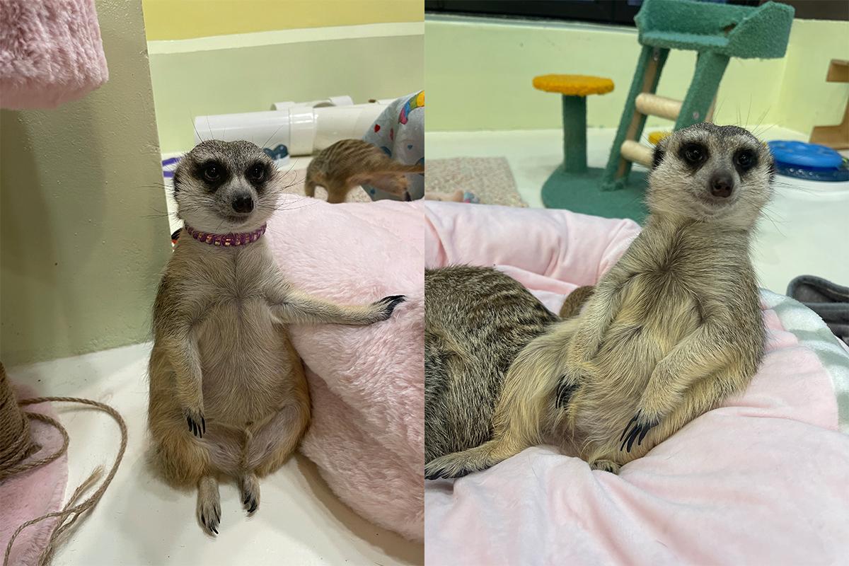 A cute meerkat sitting upright in its enclosure at Eden Meerkat Friends cafe in Korea.