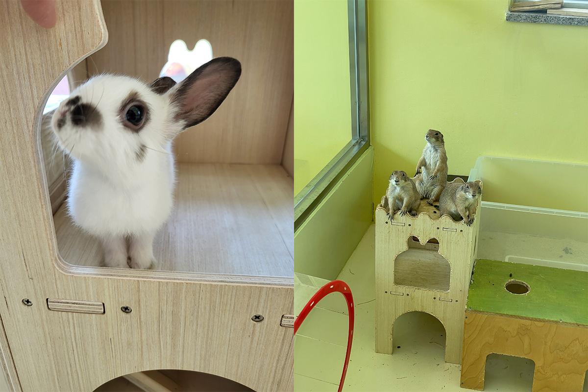 A rabbit and a group of prairie dogs inside their enclosure at Eden Meerkat Friends animal cafe.