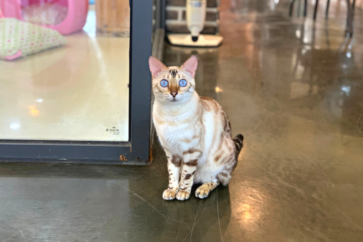 bên ngoài Eden Meerkat Friends: Cafe gấu mèo, meerkat, chuột túi dễ thương ở Myeongdong và Hongdae弘大動物咖啡廳 Eden Meerkat Friends