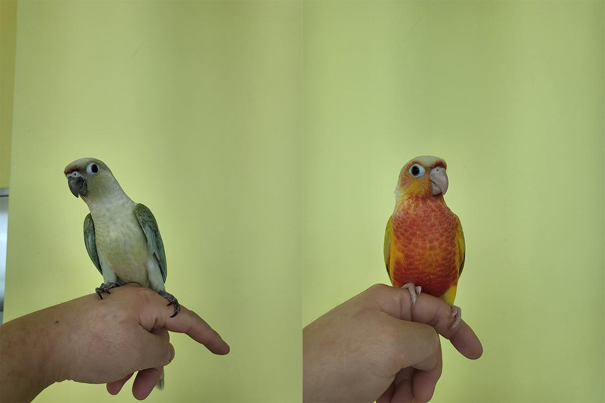 Two colorful parrots perched on a hand at Eden Meerkat Friends, showcasing their vibrant feathers.
