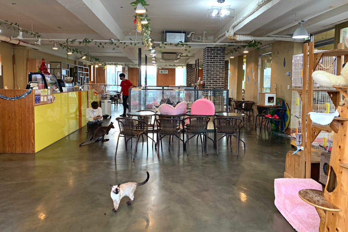 seoul korea animal cafe, meerkat cafe Eden meerkat friends, hongdae, cats inside and seating