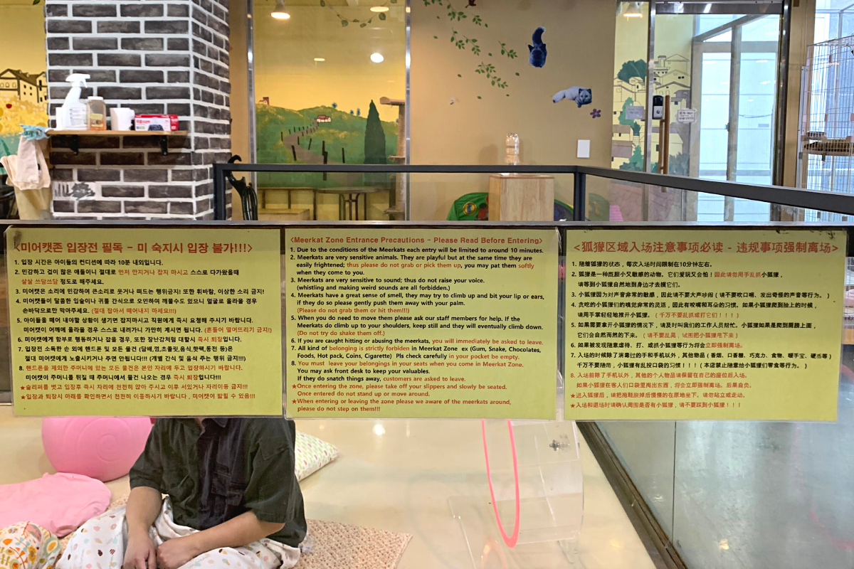 bên ngoài Eden Meerkat Friends: Cafe gấu mèo, meerkat, chuột túi dễ thương ở Myeongdong và Hongdae弘大動物咖啡廳 Eden Meerkat Friends