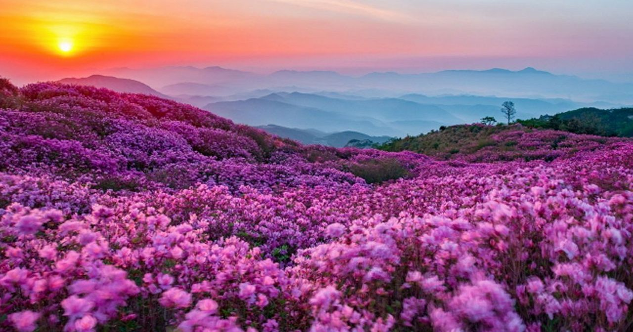 韓國春季花期情報，花卉盛開時間和地點