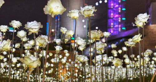[DDP ทงแดมุน] สวนดอกกุหลาบ LED ปิดแล้ว...จะเปิดอีกทีในอีก 5 ปีข้างหน้า?