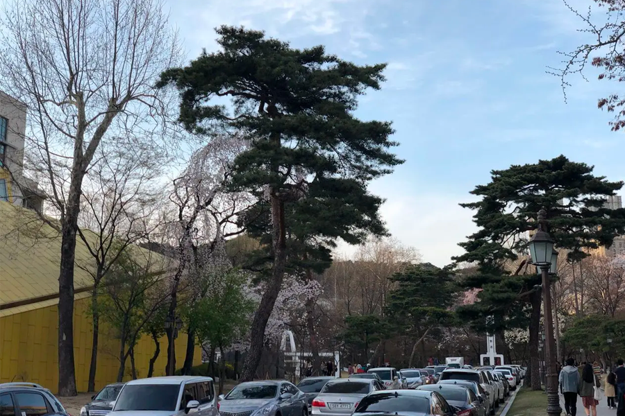 停車場旁的慶熙大學春季櫻花景色，朦朧的落日映襯在建築上