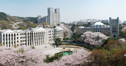 Take a walk on Kyung Hee campus with European architecture and cherry blossoms