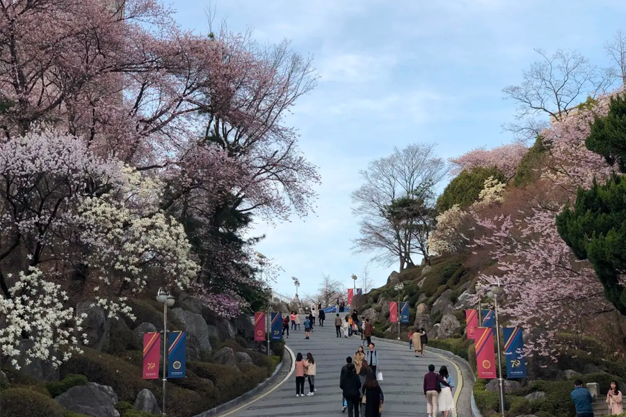 慶熙大學的華麗校園建築與藍天背景下的盛開櫻花