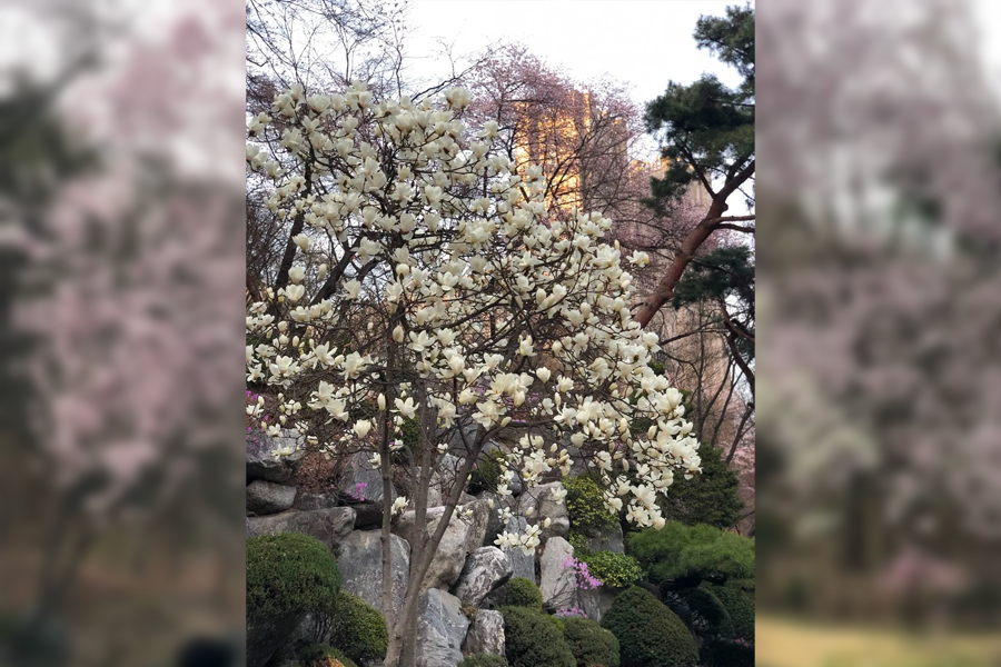 首爾 慶熙大學 賞櫻 2025