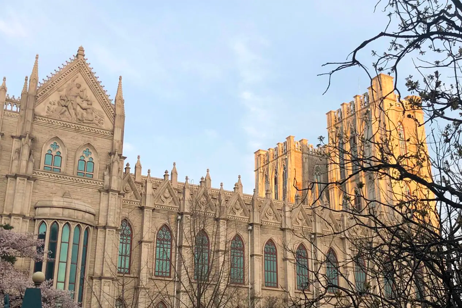 寬闊的校園道路，兩側櫻花盛開，慶熙大學的著名春季景點之一