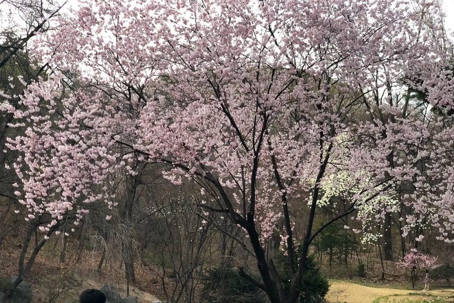 首爾 慶熙大學 賞櫻 2025