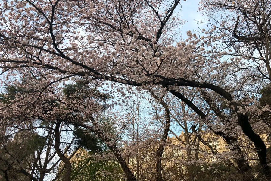 首爾 慶熙大學 賞櫻 2025