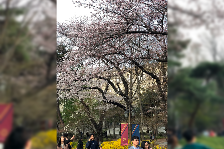 首爾 慶熙大學 賞櫻 2025