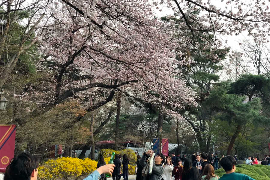 慶熙大學的主建築前，櫻花樹下的遊客拍攝著春季盛景