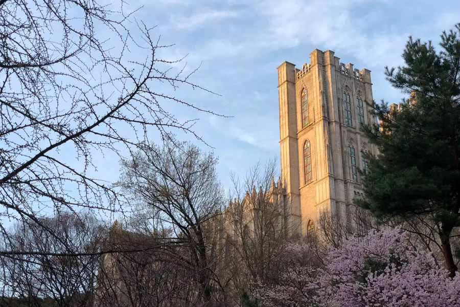 首爾 慶熙大學 賞櫻 2025