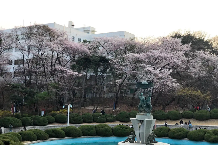 慶熙大學的古典雕像與周圍櫻花樹環抱的景觀