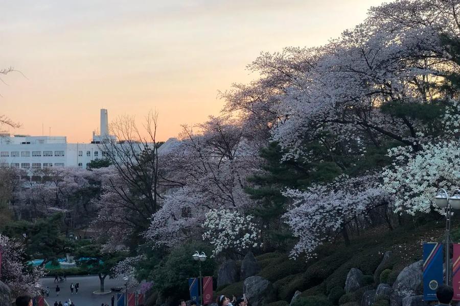 夕陽瀉光於慶熙大學的歐式建築群，映襯出傳統與現代的美學碰撞