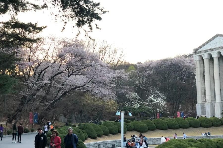慶熙大學的校園步道兩旁盛開的櫻花，遊人悠閒行走其中